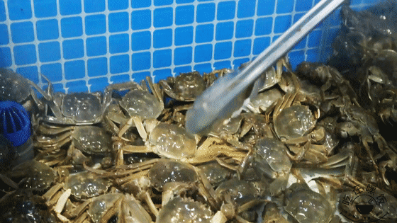 米乐M6 M6米乐【鹿海烩·嘿饭专场直播ing】百种菜品放肆吃！②位数吃海鲜大餐坐下就回本！(图6)